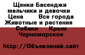 Щенки Басенджи ,мальчики и девочки › Цена ­ 1 - Все города Животные и растения » Собаки   . Крым,Черноморское